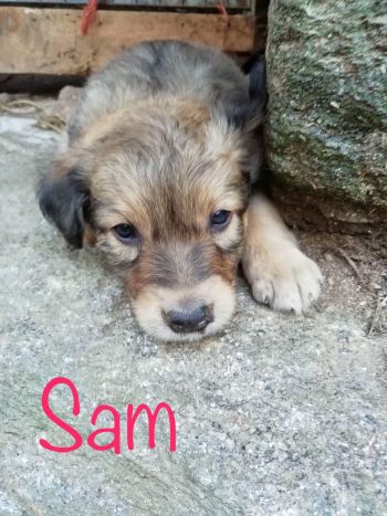 Sam2